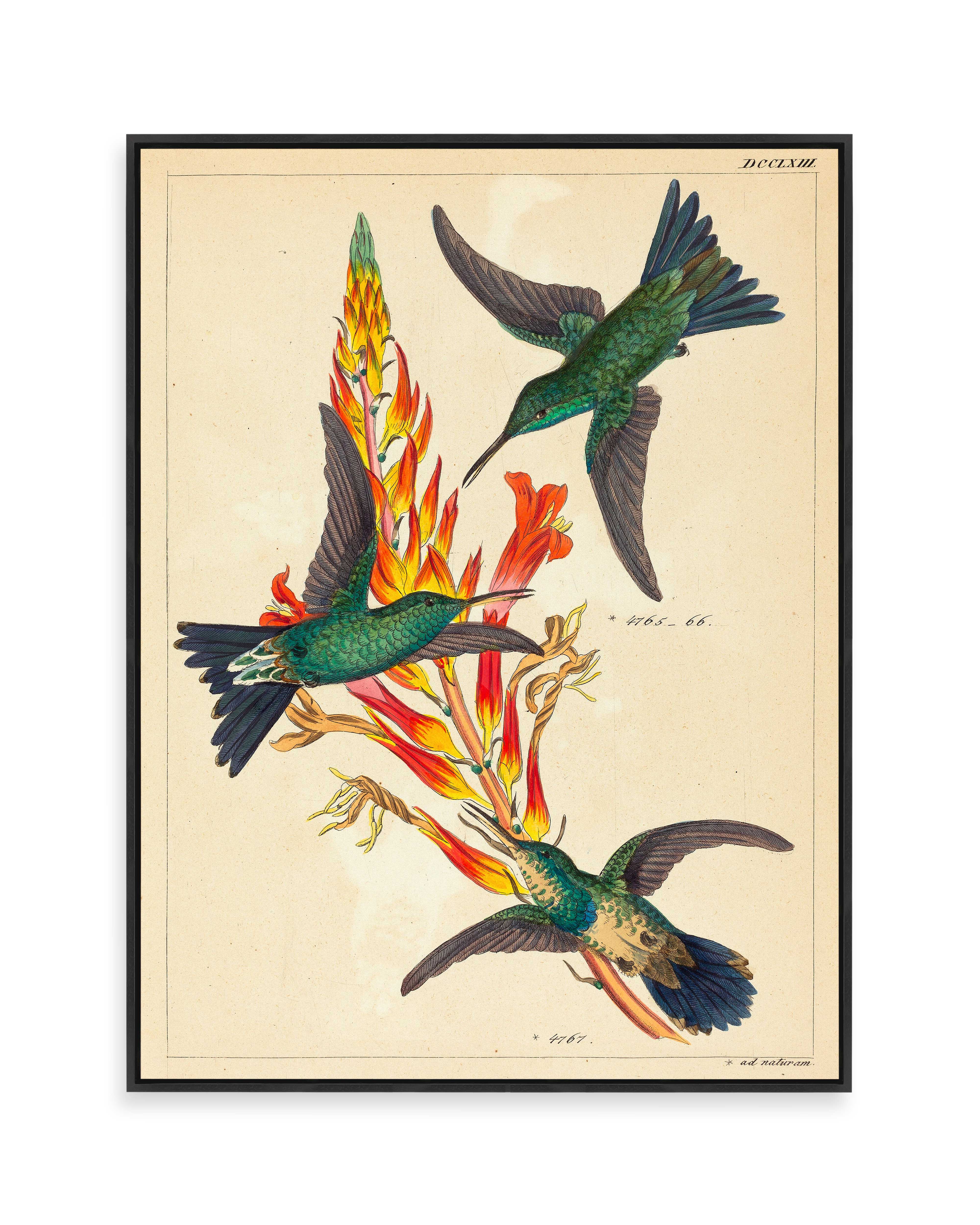 Three Hummingbirds with Plant (n.d.)