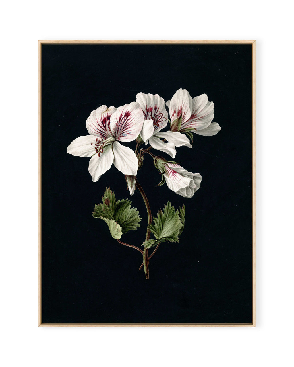 Pelargonium (1830)