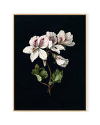 Pelargonium (1830)