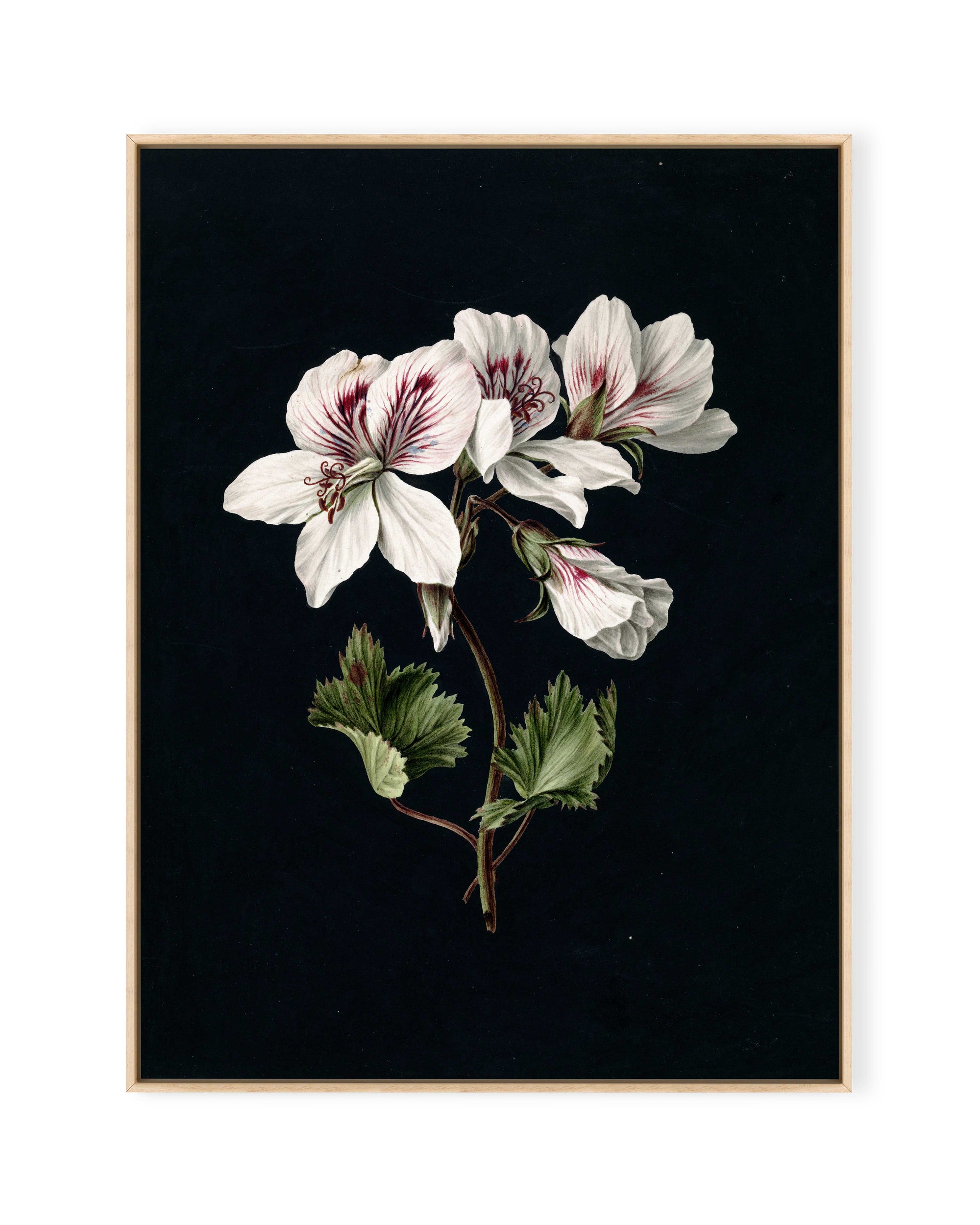 Pelargonium (1830)