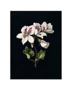 Pelargonium (1830)