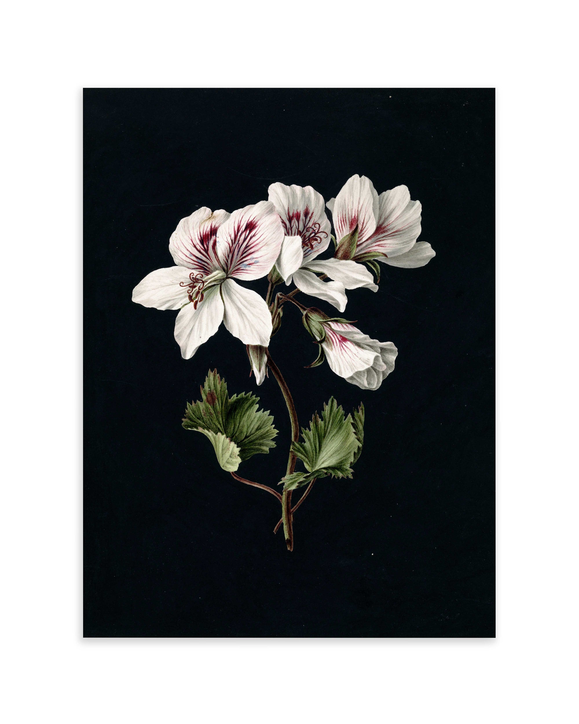 Pelargonium (1830)