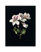 Pelargonium (1830)