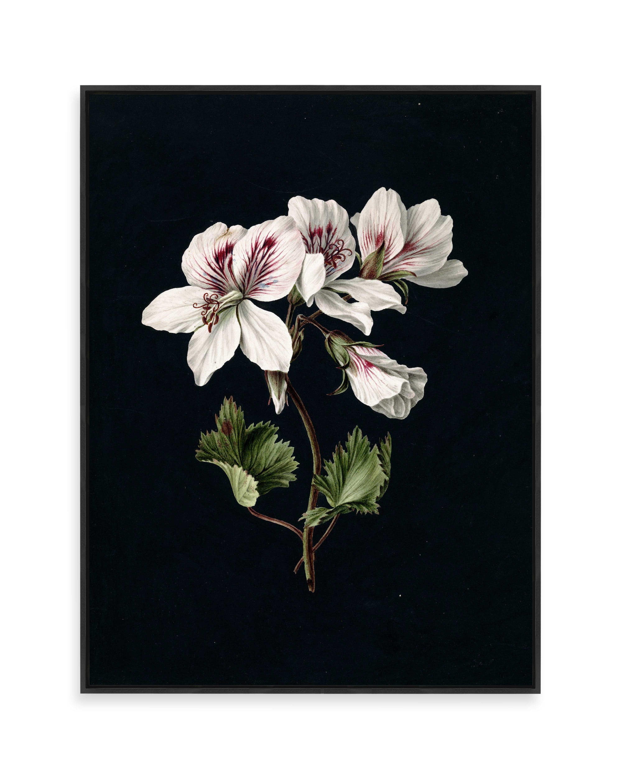 Pelargonium (1830)