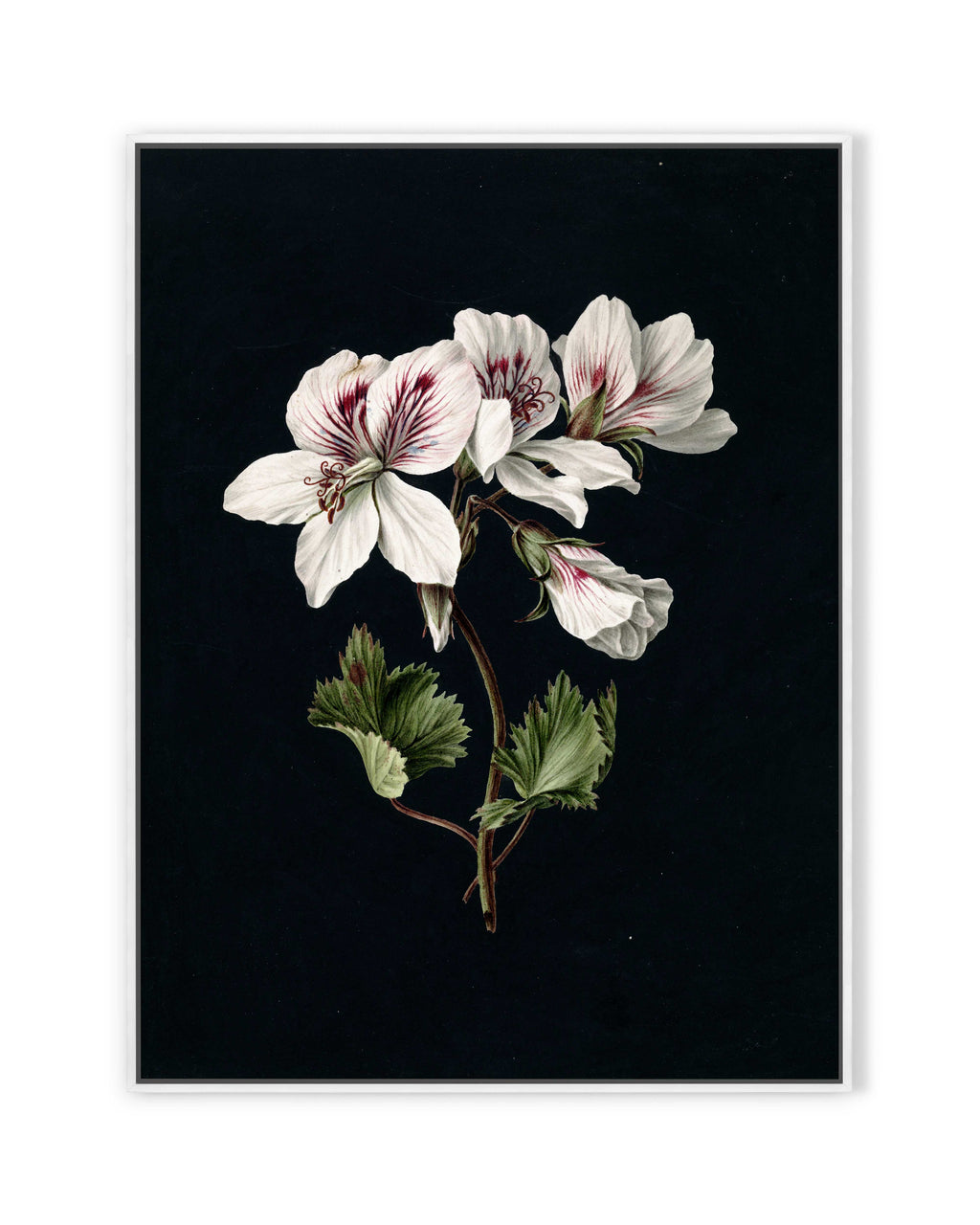 Pelargonium (1830)