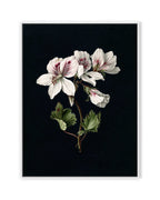 Pelargonium (1830)