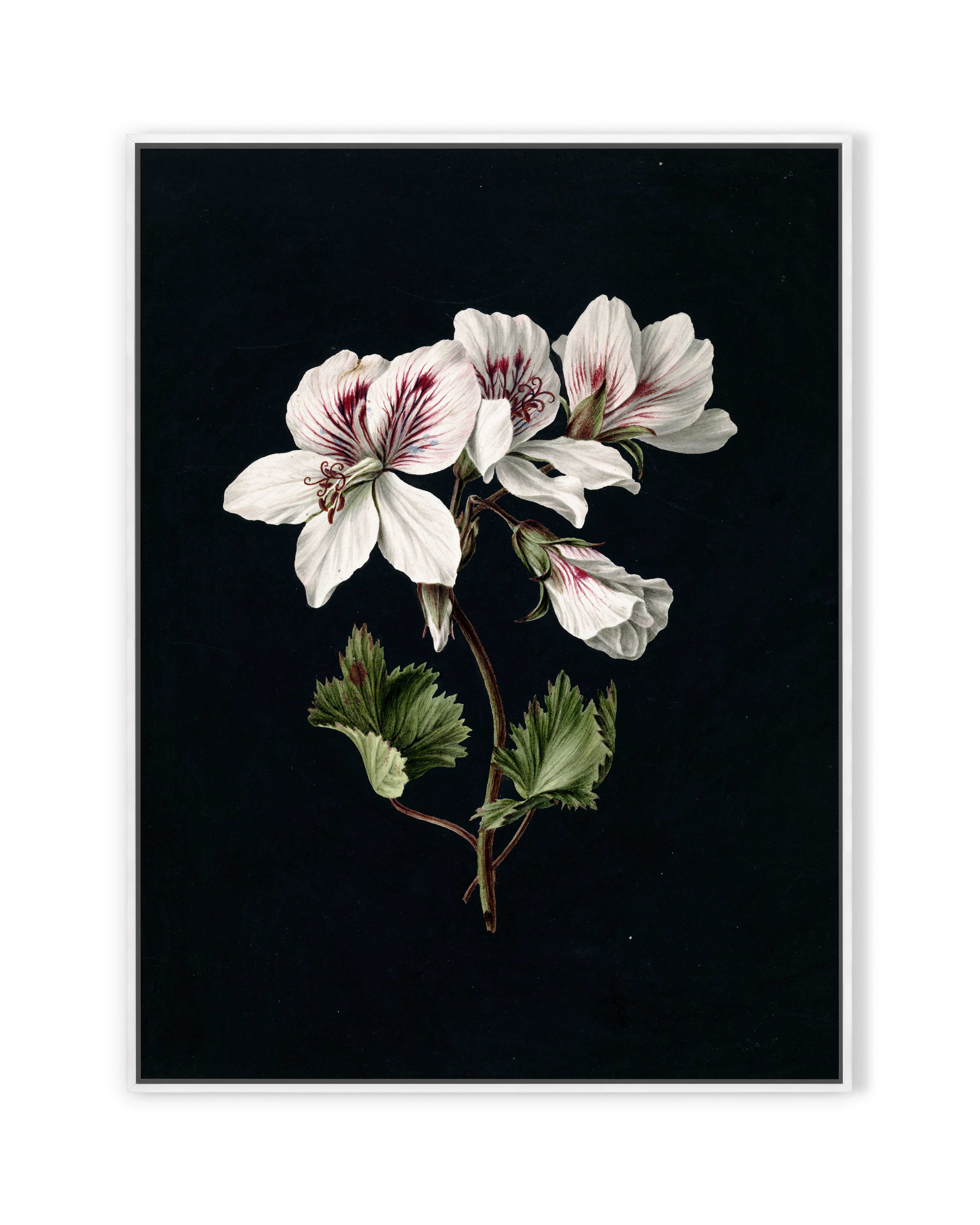Pelargonium (1830)