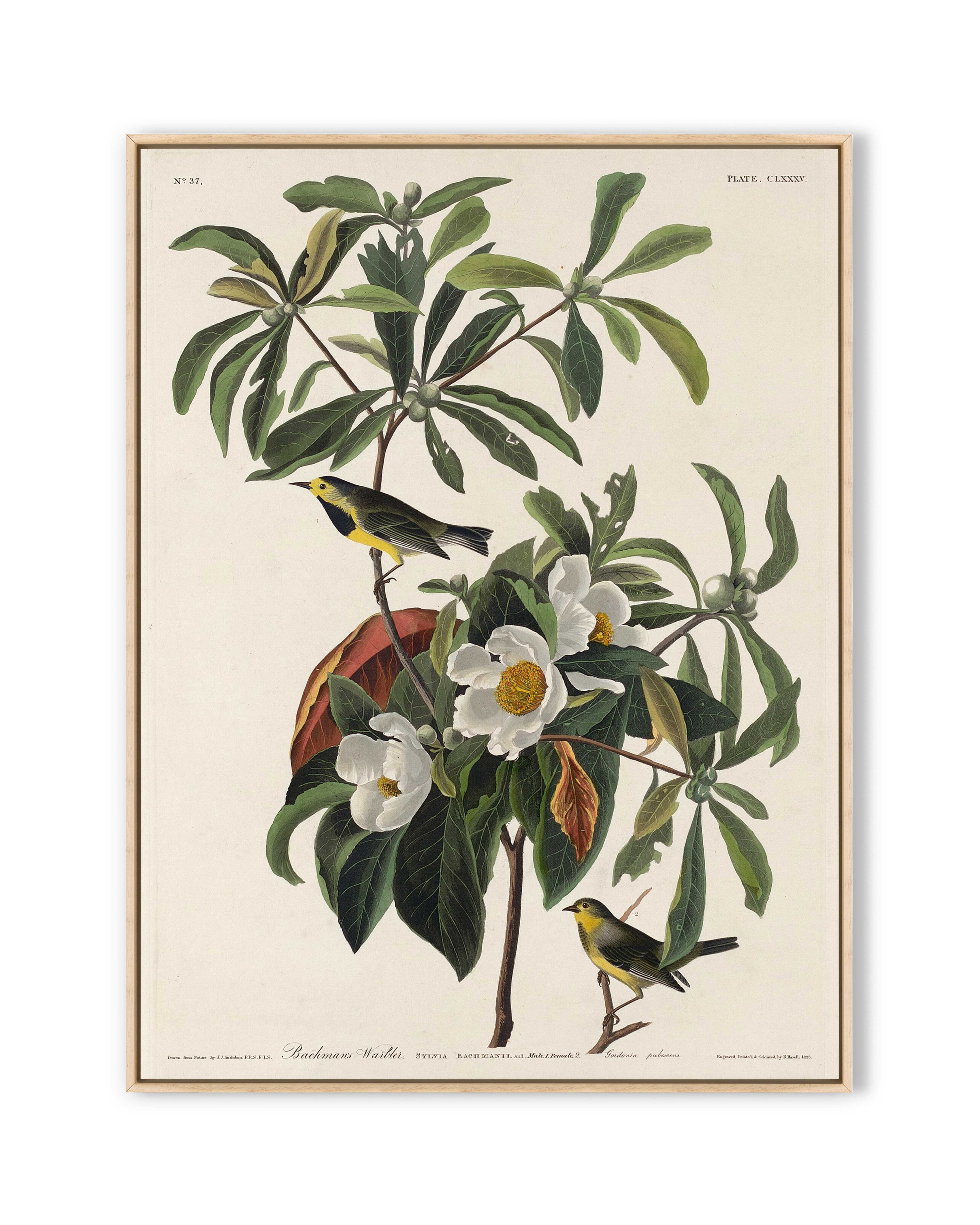 Bachman's Warbler (1834)