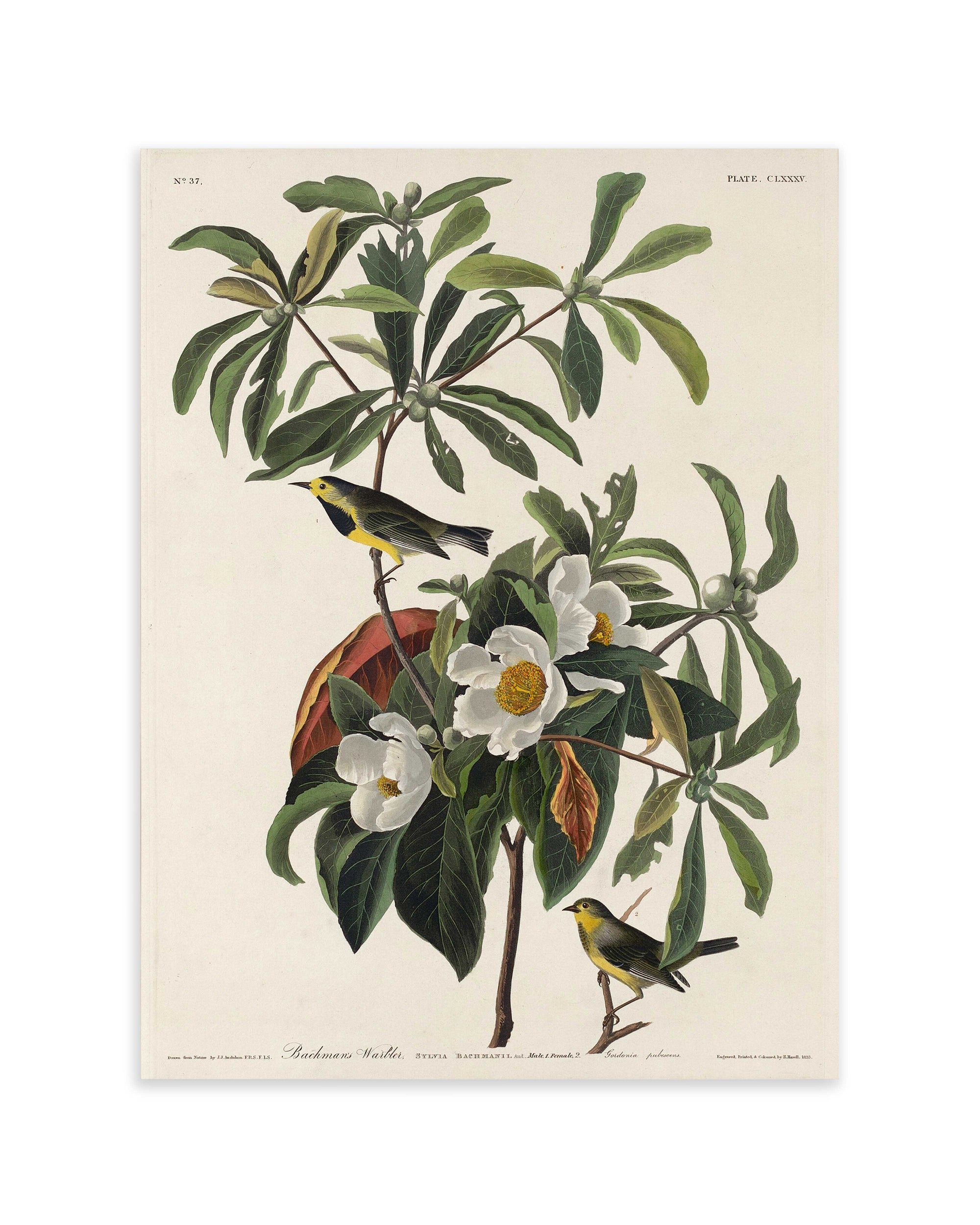 Bachman's Warbler (1834)