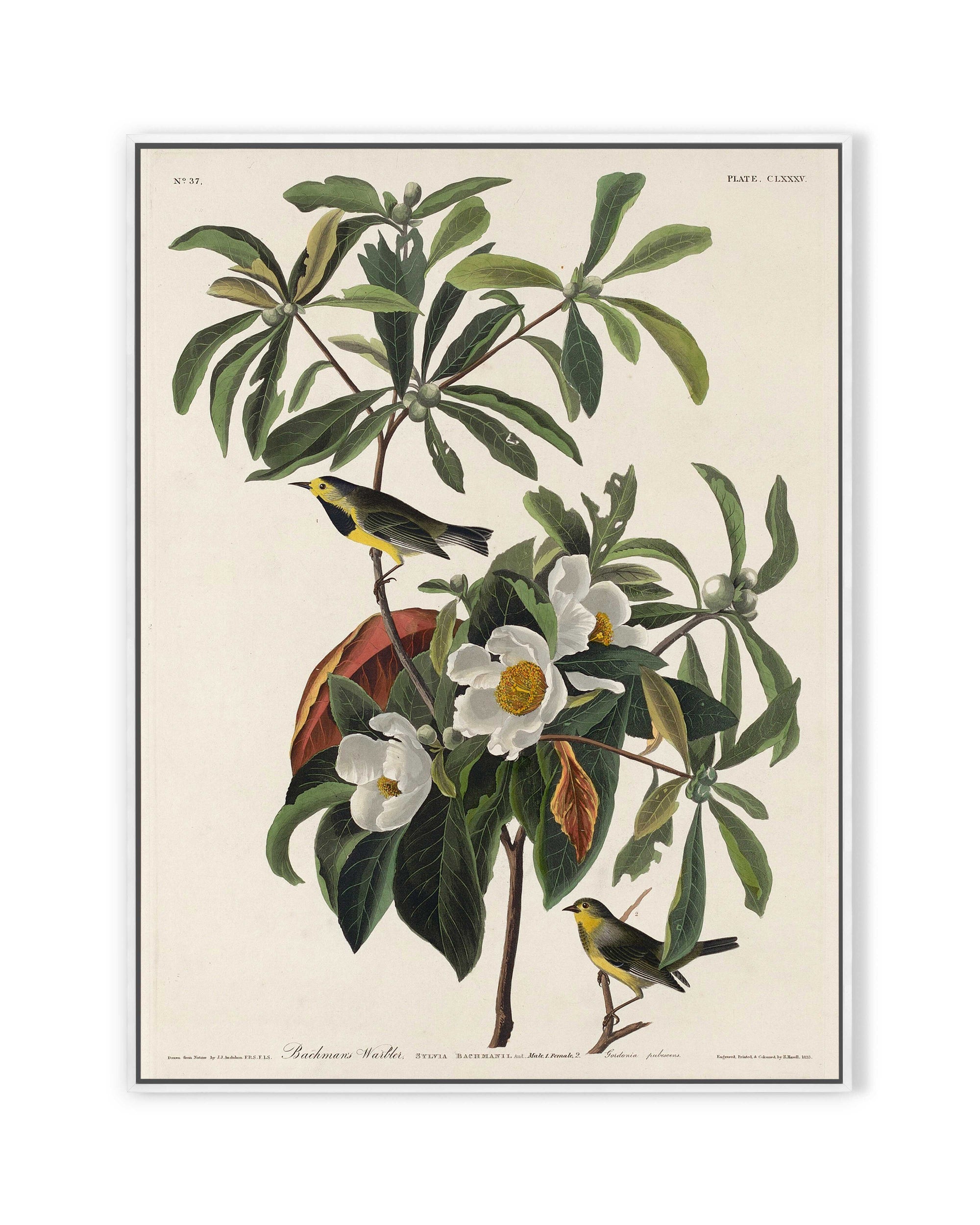 Bachman's Warbler (1834)