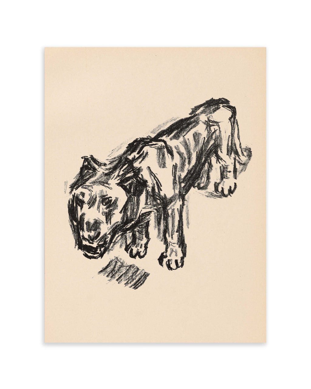 Löwe (1920)