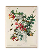 Ruby-throated Humming Bird (1828)