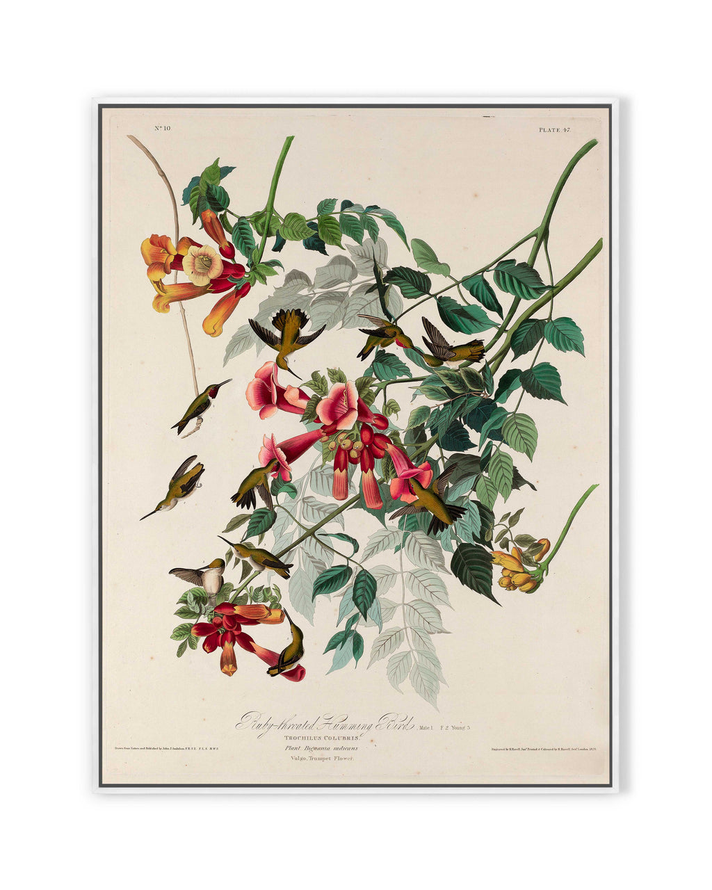 Ruby-throated Humming Bird (1828)